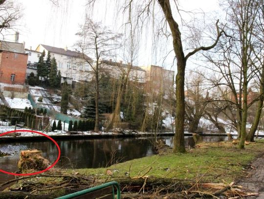 Najpierw bóbr w parku… a teraz?! Niesamowite! Sprawę bada RDOŚ