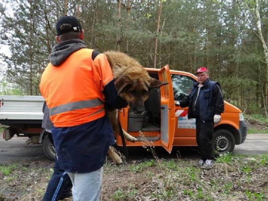 Nie porzucaj! Okrutny proceder nasilony w okresie letnim