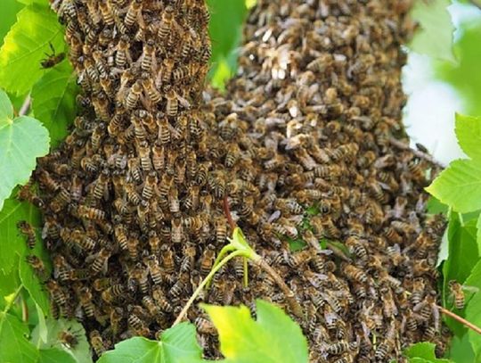 Nieproszeni żądlący goście