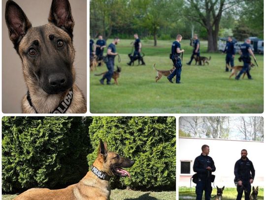 Nowe wzmocnienie w starogardzkiej Policji. Poznajcie Dexę!