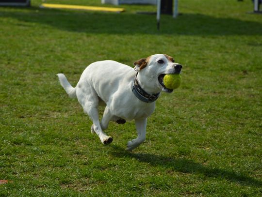 Ogólnopolskie Wyścigi Psów - Zoobajka Flyball Cup 2017