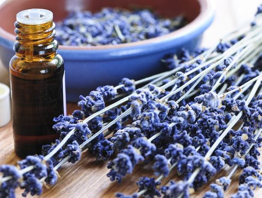 Olejki eteryczne naturalnym sposobem na owady