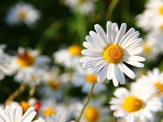 OSTATNIE CHWILE NA GŁOSOWANIE w konkursie Wiosna w obiektywie Kociewiaków!