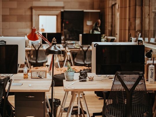 Panda i Pingwin – algorytmy Google