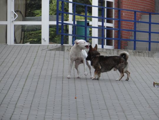 Pies morderca. Amstaff zaatakował dziecko