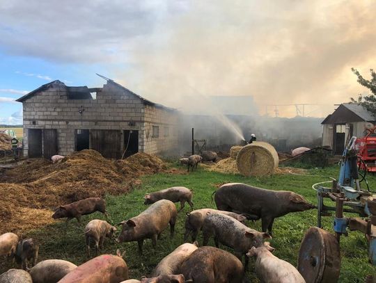 PILNE: Ogromny pożar w Rywałdzie. Z płonącej chlewni wyprowadzono 170 świń. Działania na miejscu trwają
