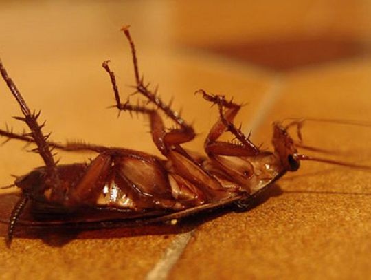 Plaga karaluchów w bloku. Mieszkańcy są bezradni 