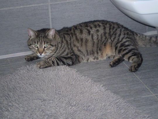 Pochwal się swoim zwierzakiem przed światem! 