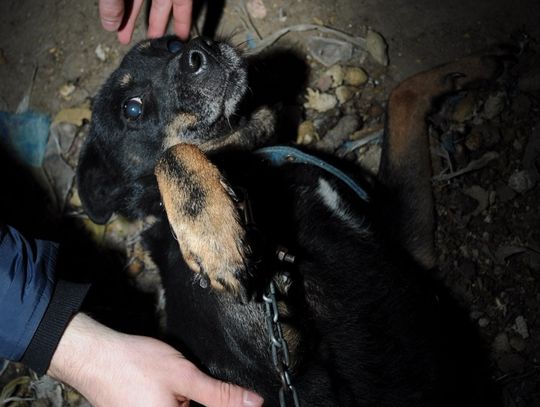 Policjanci uratowali psa z okrutnych warunków - zatrzymano 56-latka podejrzanego o znęcanie się nad zwierzętami