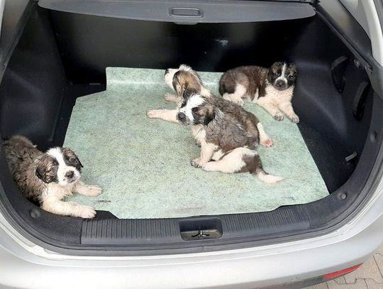 Policjanci uratowali zamknięte w aucie szczeniaki