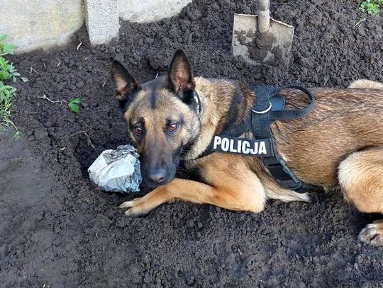 Policjanci zatrzymali 17-letniego dilera! W plecaku miał 2 kilogramy narkotyków. Sprawa jest rozwojowa