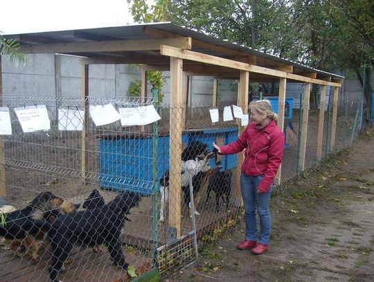 Porzucone przez właścicieli. Zabierz mnie do domu - o sytuacji w starogardzkim schronisku