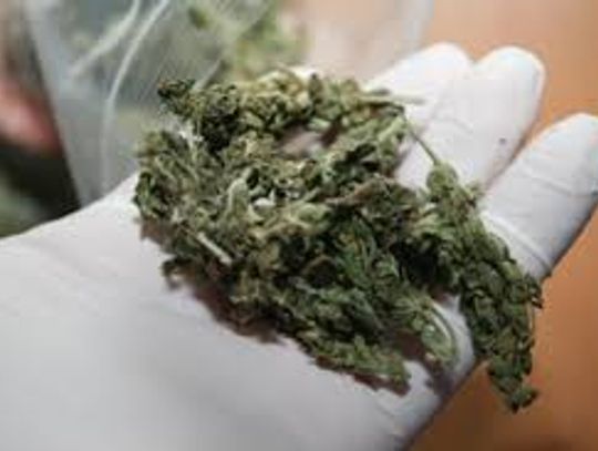 Poszukiwany listem gończym posiadał marihuanę 