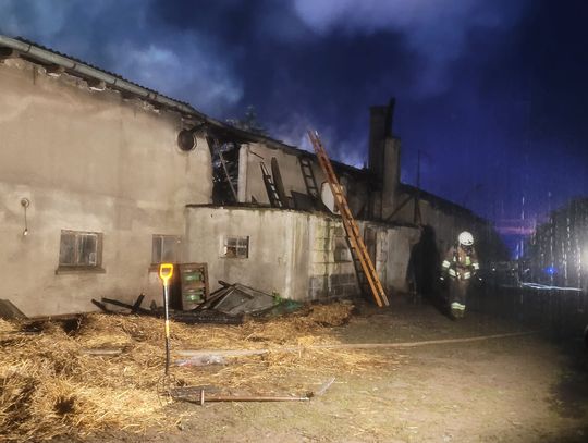 Pożar chlewni w Mościskach. Z płonącego budynku ewakuowano 72 świnie