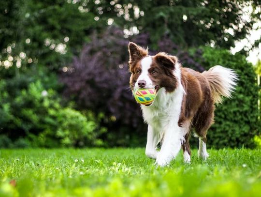 Przysmaki treningowe - jak zdrowo motywować psa podczas treningu
