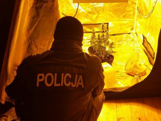 Skuteczna akcja starogardzkich funkcjonariuszy. Odkryli nielegalną uprawę marihuany