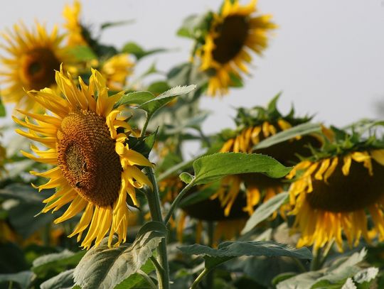 Słoneczniki 2025 – zgłoś kandydata do Nagrody Wójta Gminy Kaliska