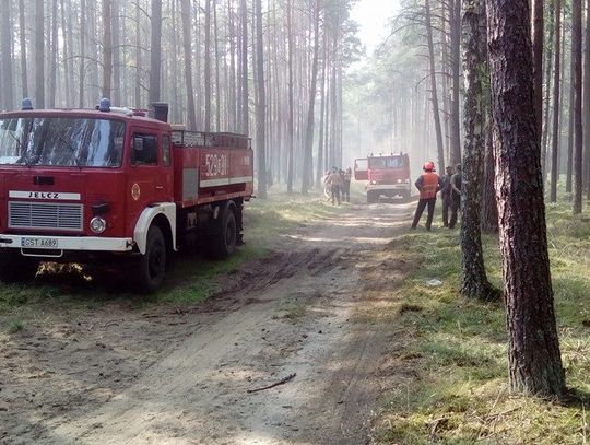 Straż pożarna z ośmiu jednostek gasiła wielki pożar lasu!