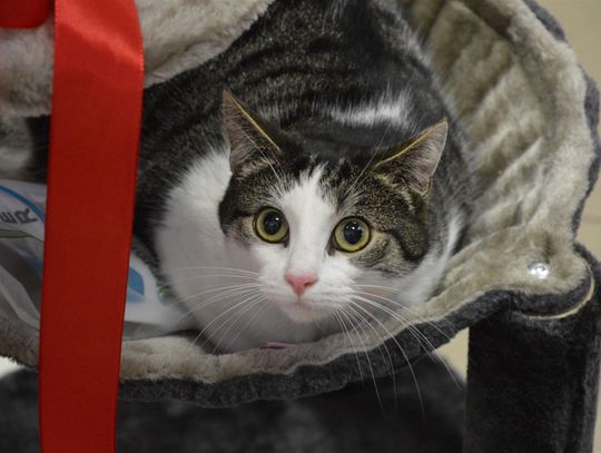 SUPER PUPIL Gazety Kociewskiej 2017! Nagrodziliśmy zwycięzców! 