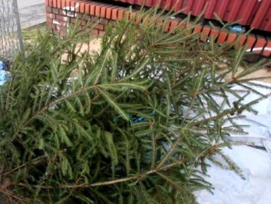 Święta, święta i po świętach.  Co zrobić z drzewkami choinkowymi?