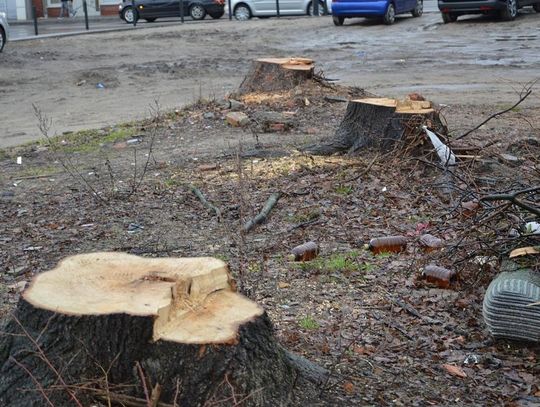 Tną na potęgę! Ustawa dot. wycinki drzew weszła w życie 1 stycznia. Czy nowe przepisy są nadużywane? 