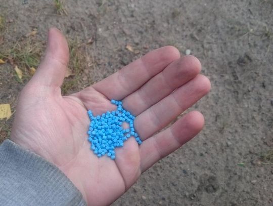 Trutką na szczury truł gołębie?! Sprawę bada starogardzka policja 