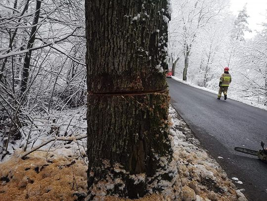 U sąsiadów: Szaleniec na Kaszubach podcina przydrożne drzewa. Wyznaczono wysoką nagrodę. Sprawę bada policja [FOTO]