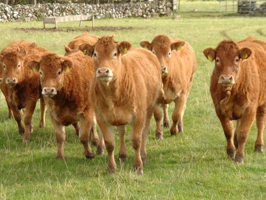 Uciekło stado jałówek. Właściciele proszą o pomoc w zlokalizowaniu zwierząt