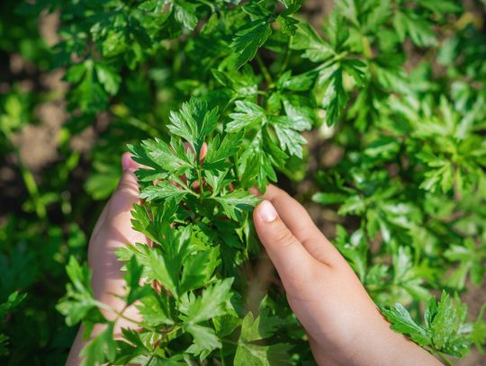 Uprawa ziół i warzyw na parapecie w domowej uprawie - jak to zrobić