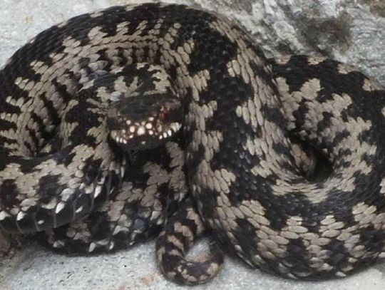 Uwaga na żmije! Jak się zachować, gdy spotkamy żmiję? 