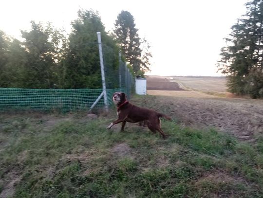 UWAGA! Psy atakują! Groźne pogryzienia w powiecie 