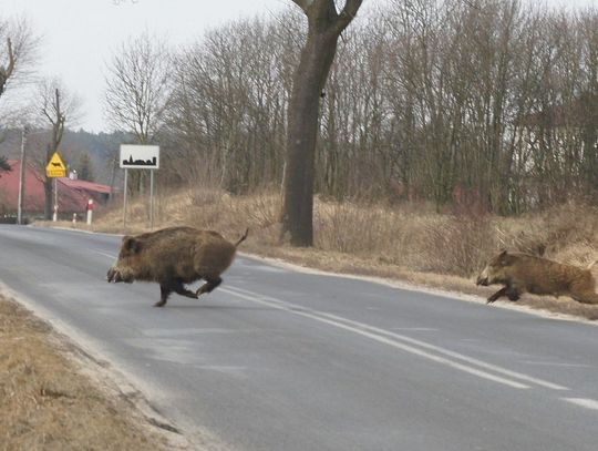 Uważajmy na dzikie zwierzęta na drodze. Policja apeluj o rozwagę podczas jazdy!