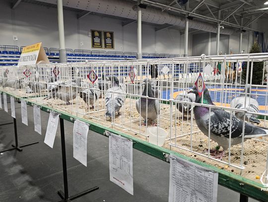 VI Okręgowa Wystawa Gołębi Pocztowych w Pelplinie
