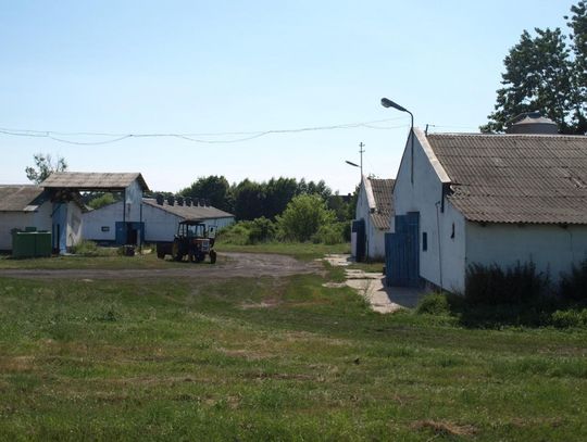 W upale masowo padły kury na fermie, mieszkańcy skarżą się na przeraźliwy smród