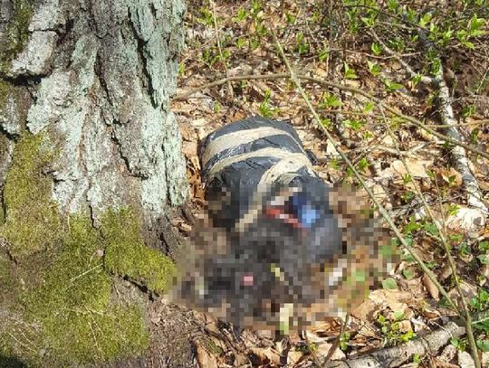 WAŻNE: Pies porzucony w lesie w worku oklejonym taśmą. TOZ szuka świadków [fot. w artykule]