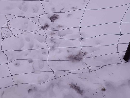 Wilki w Lisówku. Nadleśnictwo uspokaja: „Nie ma powodów do paniki”