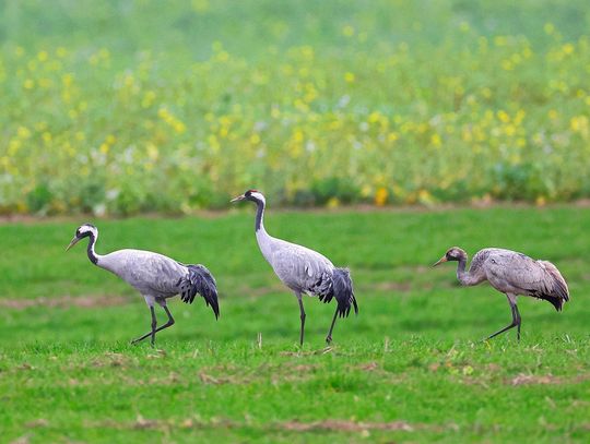 Wiosenne poranki z ptakami – kto wrócił, a kto jeszcze śpi? Wiosenne poranki z ptakami – kto wrócił, a kto jeszcze śpi?