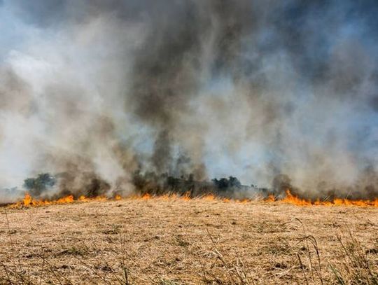 WYPALANIE TRAW JEST NIELEGALNE. NIGDY TEGO NIE RÓB