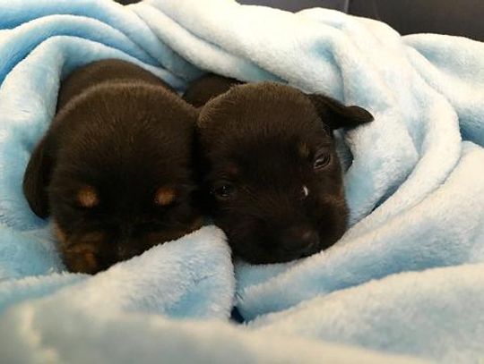 Wyrzucili szczeniaki do śmietnika. Zwyrodnialcy potraktowali psy jak śmieci! 