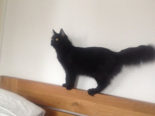 Zaginął czarny kocur, zwierzę choruje na nerki. Właściciele proszą o pomoc w odnalezieniu czworonoga!