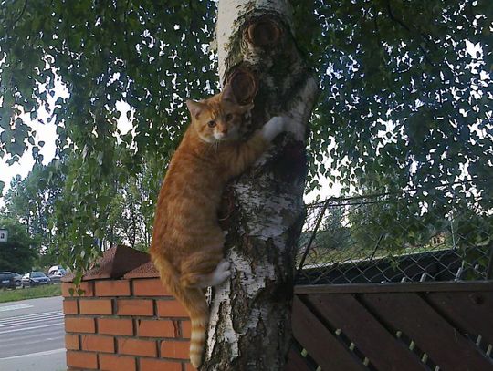 Zaginął Pazurek – właściciele proszą o pomoc