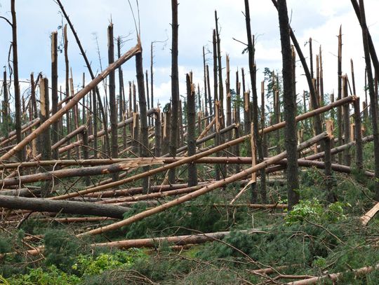 Zakaz wstępu do lasu w leśnictwie Okoniny i Cieciorka. Powodem zniszczony wiatrem huraganowym drzewostan 