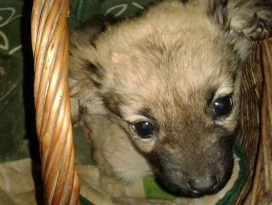  Znalazł dom na Święta - Historia małego szczeniaka, który został przerzucony przez płot 