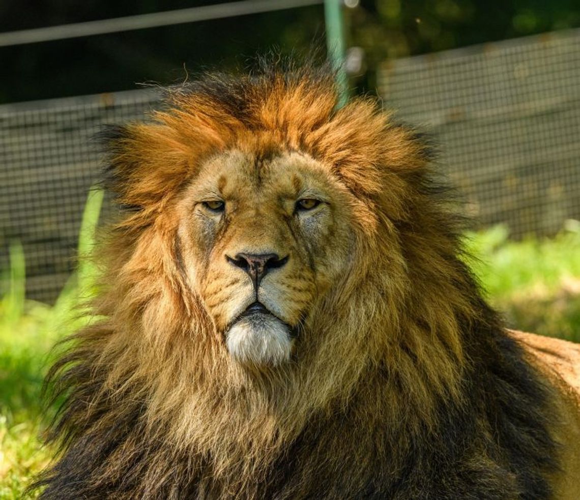 10 sierpnia 2025 r. - Ważny dzień w kalendarzu. Światowy Dzień Lwa