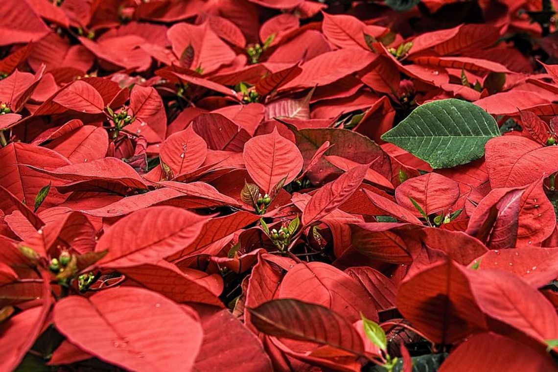 12.12.2023 - Ważny dzień w kalendarzu. Dzień Gwiazdy Betlejemskiej