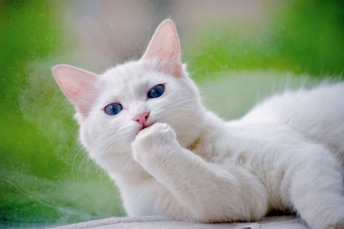 21 października 2025 r. - Ważny dzień w kalendarzu. Międzynarodowy dzień odpoczynku od świętowania