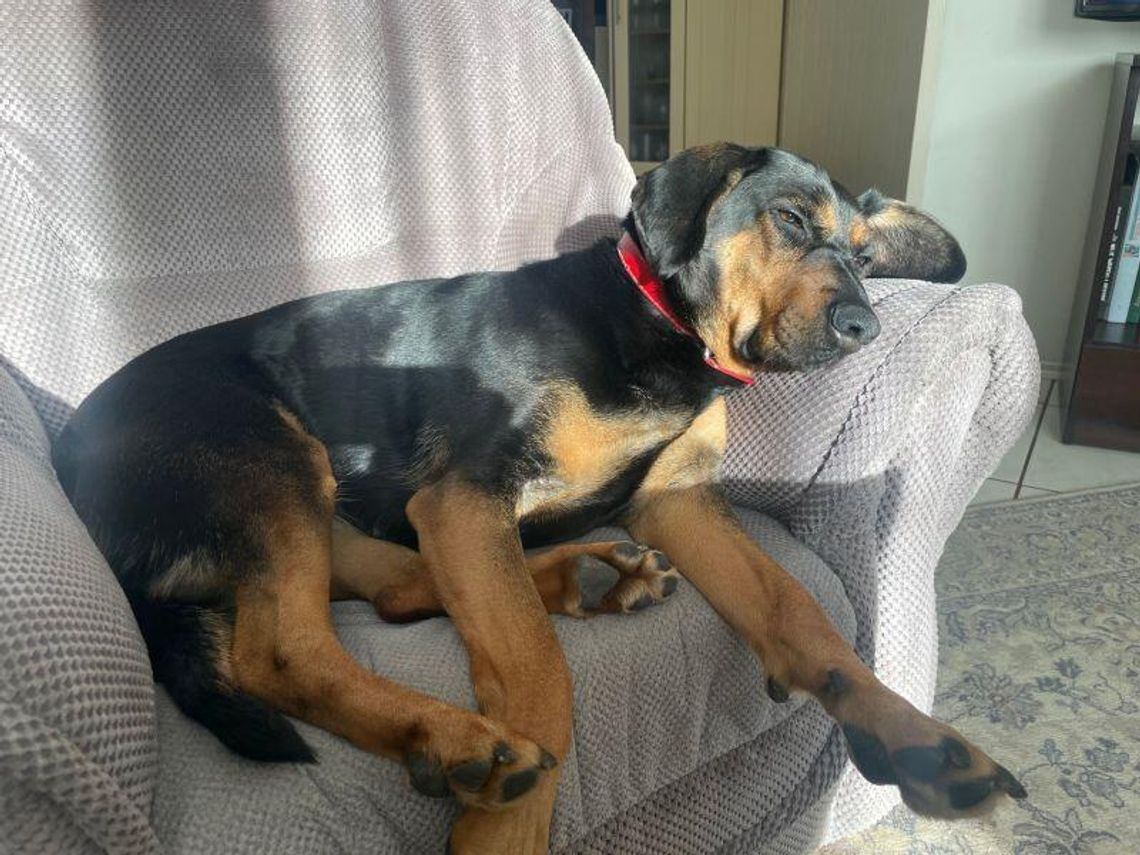 26 sierpnia 2025 r. - Ważny dzień w kalendarzu. Międzynarodowy Dzień Psa