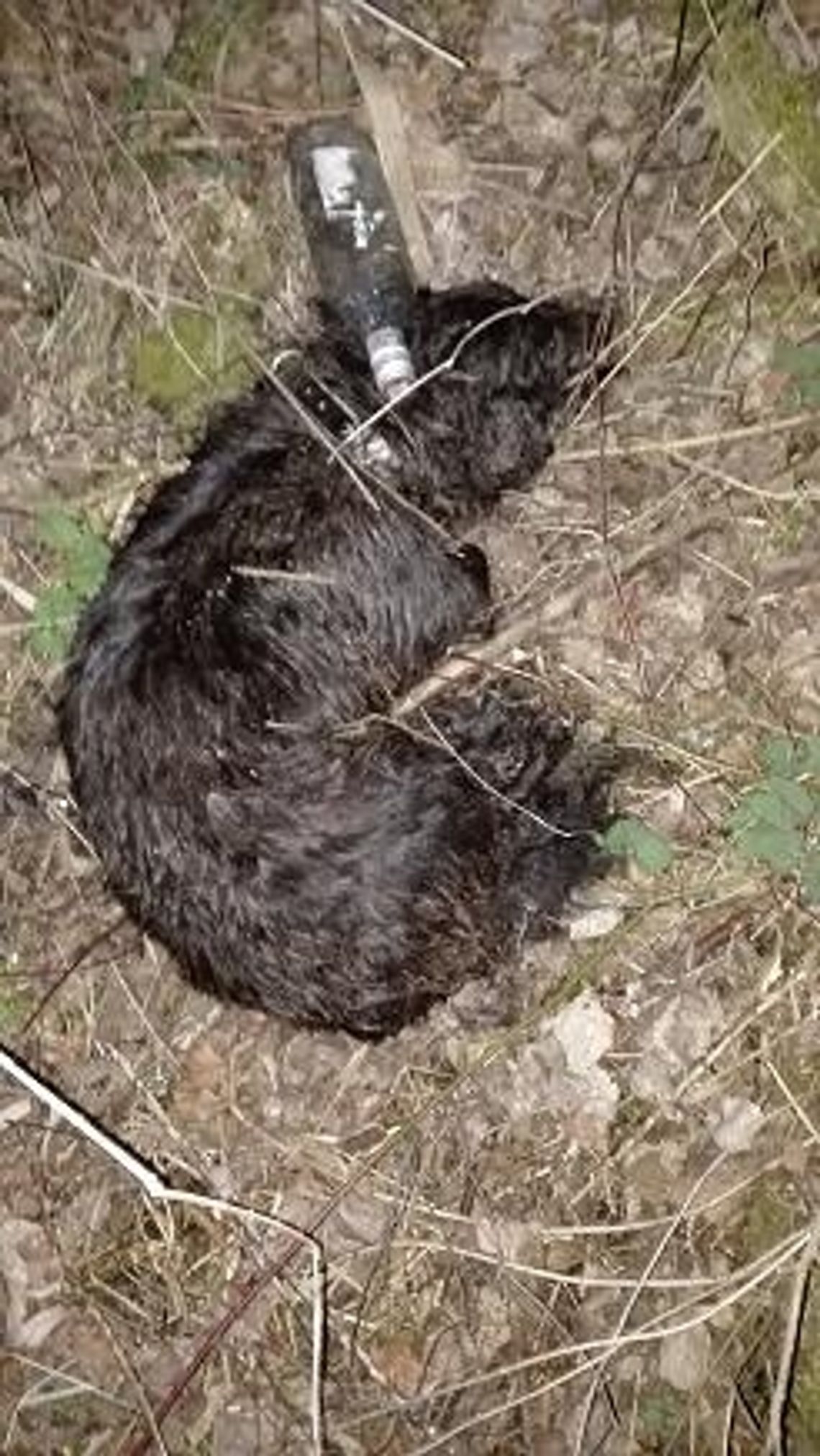 Bestialskie morderstwo bez świadków?! Jak zginął Czaki? Czy policja znajdzie winnych? 