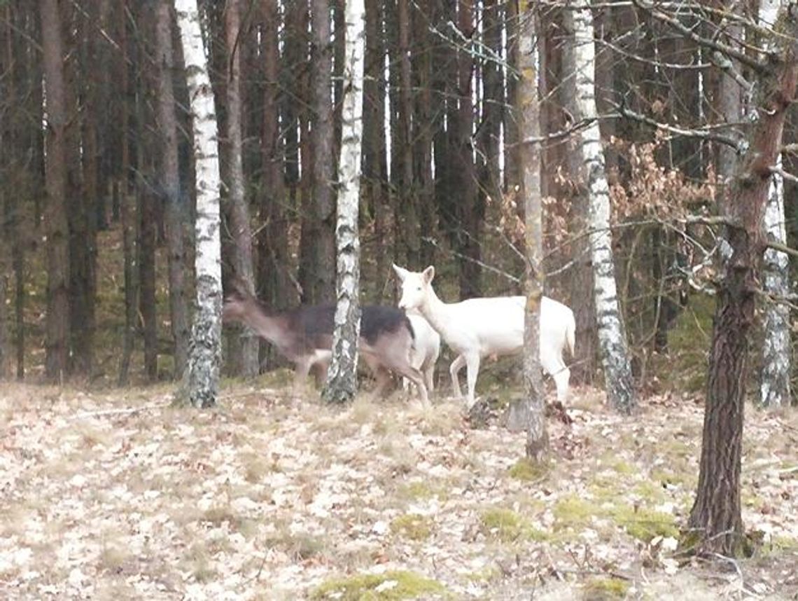 Białe daniele przy drodze. To efekt mutacji genów Białe daniele przy drodze. To efekt mutacji genów