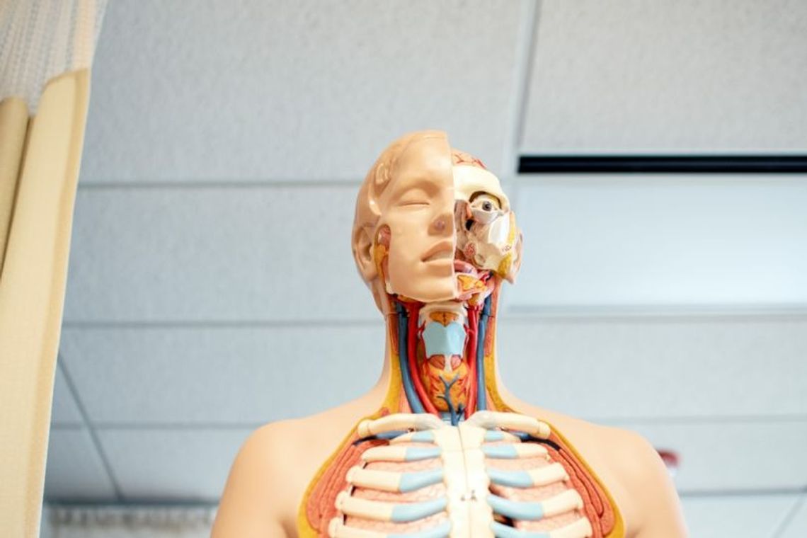 Biologia rozszerzona w klasie 4 – podręczniki, karty pracy i materiały do matury